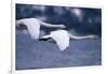 Whooper Swans Flying over Lake-DLILLC-Framed Photographic Print