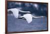 Whooper Swans Flying over Lake-DLILLC-Framed Photographic Print