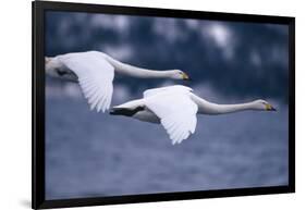 Whooper Swans Flying over Lake-DLILLC-Framed Photographic Print