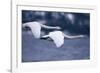 Whooper Swans Flying over Lake-DLILLC-Framed Photographic Print