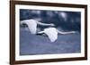 Whooper Swans Flying over Lake-DLILLC-Framed Photographic Print