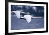 Whooper Swans Flying over Lake-DLILLC-Framed Photographic Print