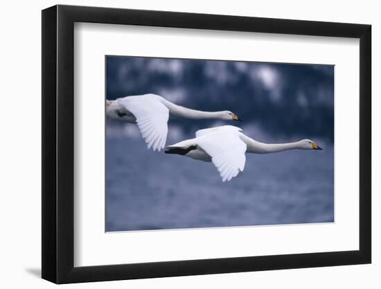 Whooper Swans Flying over Lake-DLILLC-Framed Photographic Print