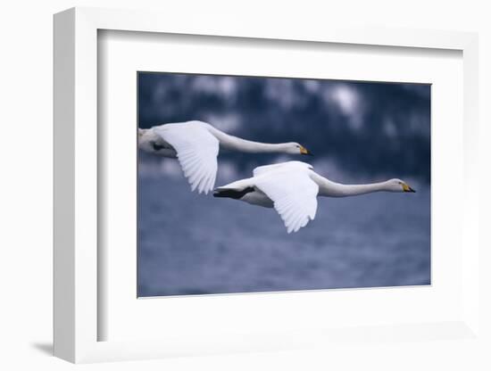 Whooper Swans Flying over Lake-DLILLC-Framed Photographic Print