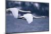 Whooper Swans Flying over Lake-DLILLC-Mounted Photographic Print