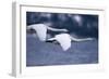 Whooper Swans Flying over Lake-DLILLC-Framed Photographic Print