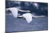 Whooper Swans Flying over Lake-DLILLC-Mounted Photographic Print