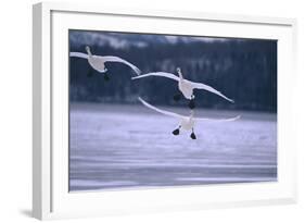 Whooper Swans Flying over Lake-DLILLC-Framed Photographic Print