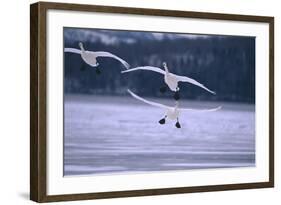 Whooper Swans Flying over Lake-DLILLC-Framed Photographic Print