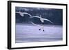 Whooper Swans Flying over Lake-DLILLC-Framed Photographic Print