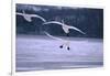 Whooper Swans Flying over Lake-DLILLC-Framed Photographic Print