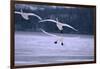 Whooper Swans Flying over Lake-DLILLC-Framed Photographic Print