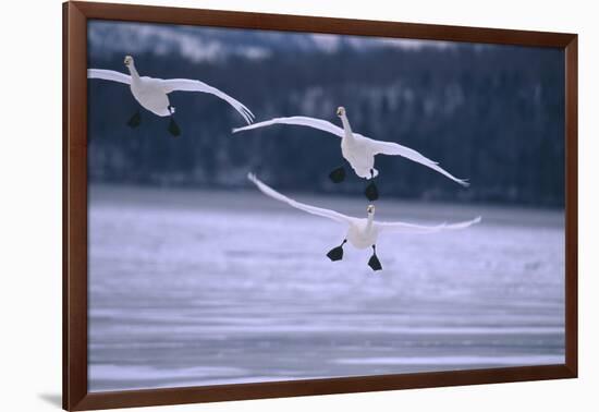 Whooper Swans Flying over Lake-DLILLC-Framed Photographic Print
