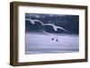 Whooper Swans Flying over Lake-DLILLC-Framed Photographic Print