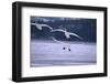 Whooper Swans Flying over Lake-DLILLC-Framed Photographic Print