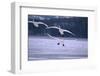 Whooper Swans Flying over Lake-DLILLC-Framed Photographic Print