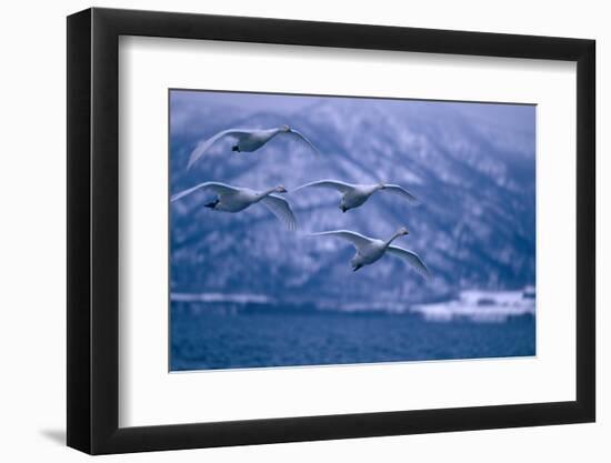 Whooper Swans Flying over Lake-DLILLC-Framed Photographic Print