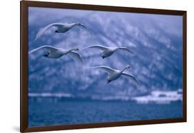 Whooper Swans Flying over Lake-DLILLC-Framed Photographic Print