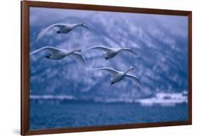 Whooper Swans Flying over Lake-DLILLC-Framed Photographic Print