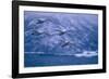 Whooper Swans Flying over Lake-DLILLC-Framed Photographic Print