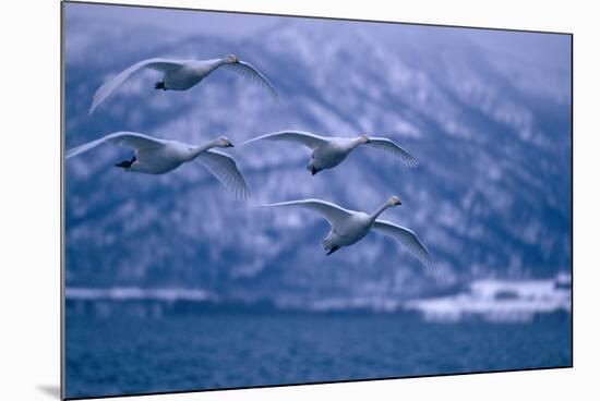 Whooper Swans Flying over Lake-DLILLC-Mounted Photographic Print
