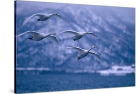 Whooper Swans Flying over Lake-DLILLC-Stretched Canvas