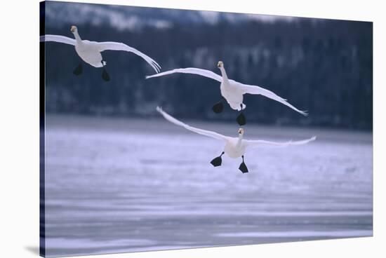 Whooper Swans Flying over Lake-DLILLC-Stretched Canvas