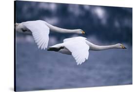 Whooper Swans Flying over Lake-DLILLC-Stretched Canvas