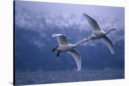 Whooper Swans Flying over Lake-DLILLC-Stretched Canvas