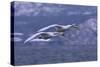 Whooper Swans Flying over Water-DLILLC-Stretched Canvas