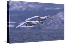 Whooper Swans Flying over Water-DLILLC-Stretched Canvas