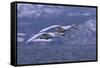 Whooper Swans Flying over Water-DLILLC-Framed Stretched Canvas