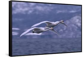 Whooper Swans Flying over Water-DLILLC-Framed Stretched Canvas