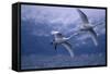 Whooper Swans Flying over Water-DLILLC-Framed Stretched Canvas
