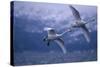 Whooper Swans Flying over Water-DLILLC-Stretched Canvas