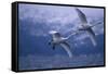 Whooper Swans Flying over Water-DLILLC-Framed Stretched Canvas