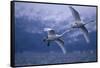 Whooper Swans Flying over Water-DLILLC-Framed Stretched Canvas