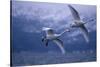 Whooper Swans Flying over Water-DLILLC-Stretched Canvas