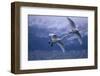 Whooper Swans Flying over Water-DLILLC-Framed Photographic Print