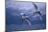 Whooper Swans Flying over Water-DLILLC-Mounted Photographic Print