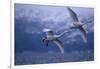 Whooper Swans Flying over Water-DLILLC-Framed Photographic Print