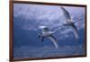 Whooper Swans Flying over Water-DLILLC-Framed Photographic Print