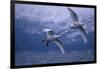 Whooper Swans Flying over Water-DLILLC-Framed Photographic Print