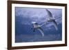 Whooper Swans Flying over Water-DLILLC-Framed Photographic Print