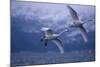 Whooper Swans Flying over Water-DLILLC-Mounted Photographic Print
