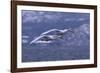 Whooper Swans Flying over Water-DLILLC-Framed Photographic Print