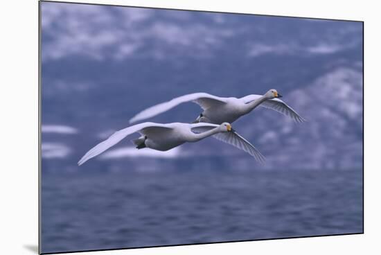 Whooper Swans Flying over Water-DLILLC-Mounted Photographic Print