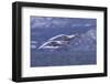 Whooper Swans Flying over Water-DLILLC-Framed Photographic Print