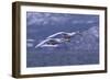 Whooper Swans Flying over Water-DLILLC-Framed Photographic Print