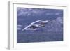 Whooper Swans Flying over Water-DLILLC-Framed Photographic Print